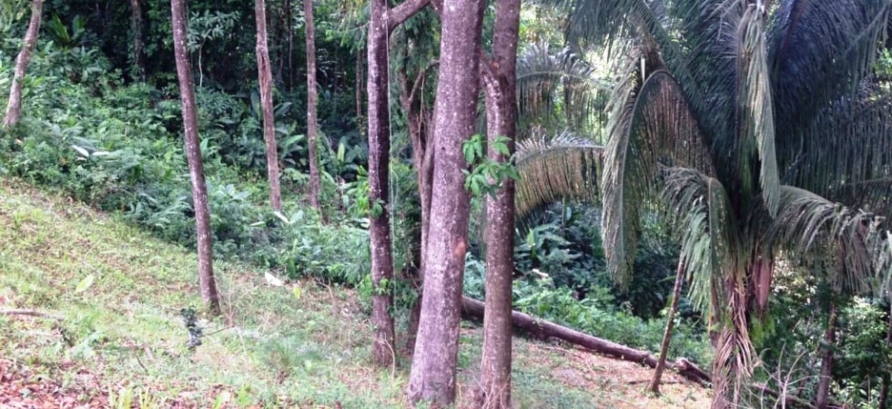 Gated Community Development Lot, Dominical, Puntarenas