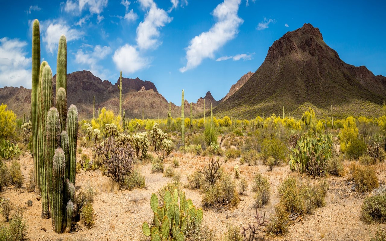 Dove Mountain