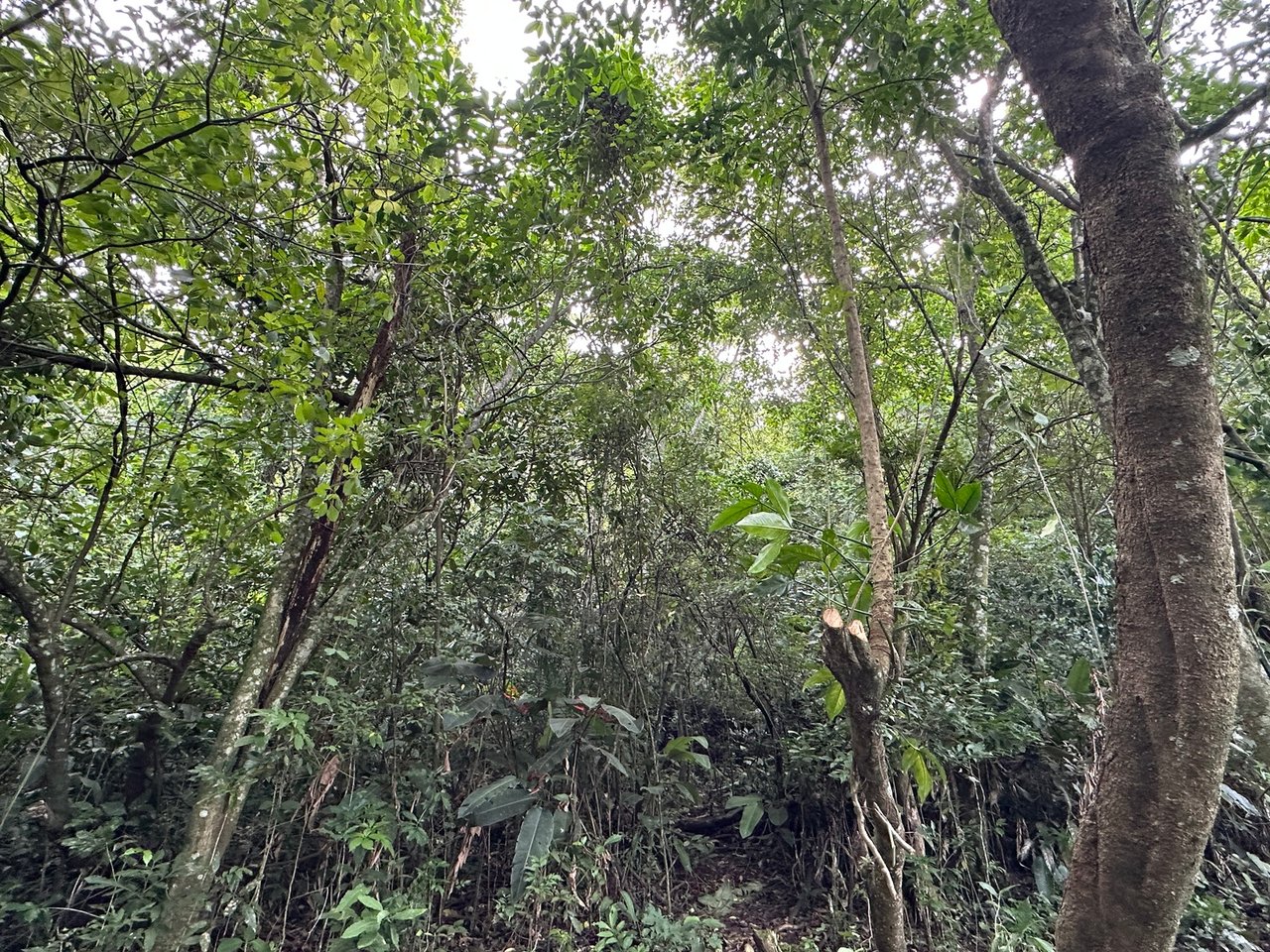 Panoramic View Buildable Land, Escazu, San Jose