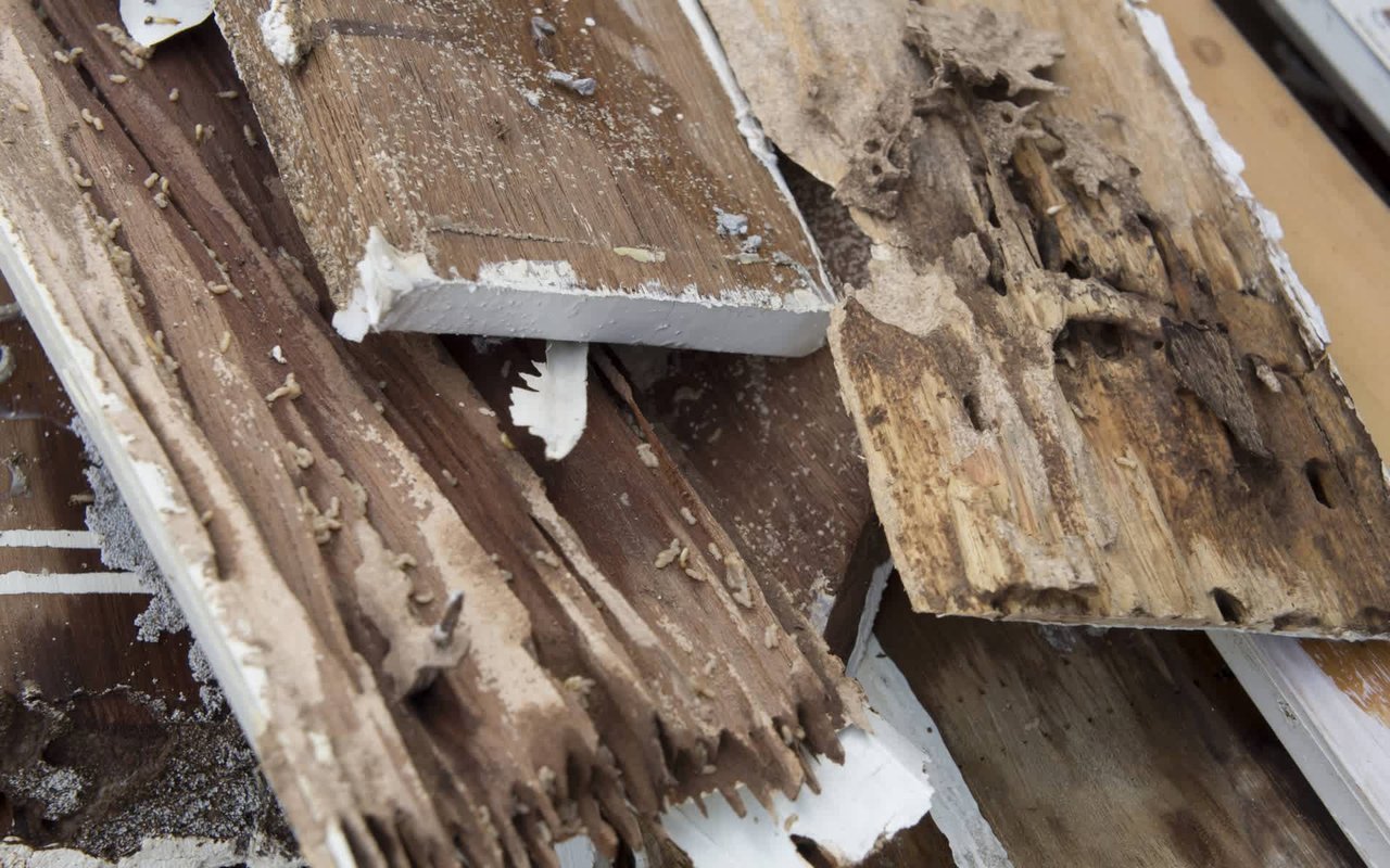 Four Myths About Termites We Debunked