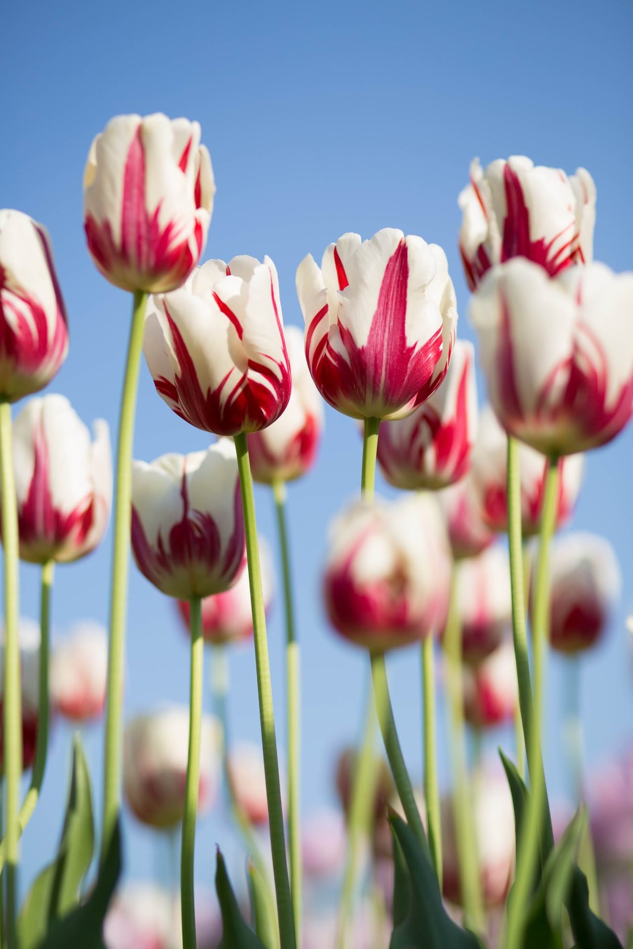 Flowers to Plant in Your Colorado Garden for Season Long Bloom