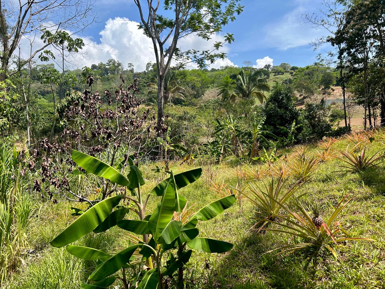 Great Location Land Parcel in Playa Hermosa