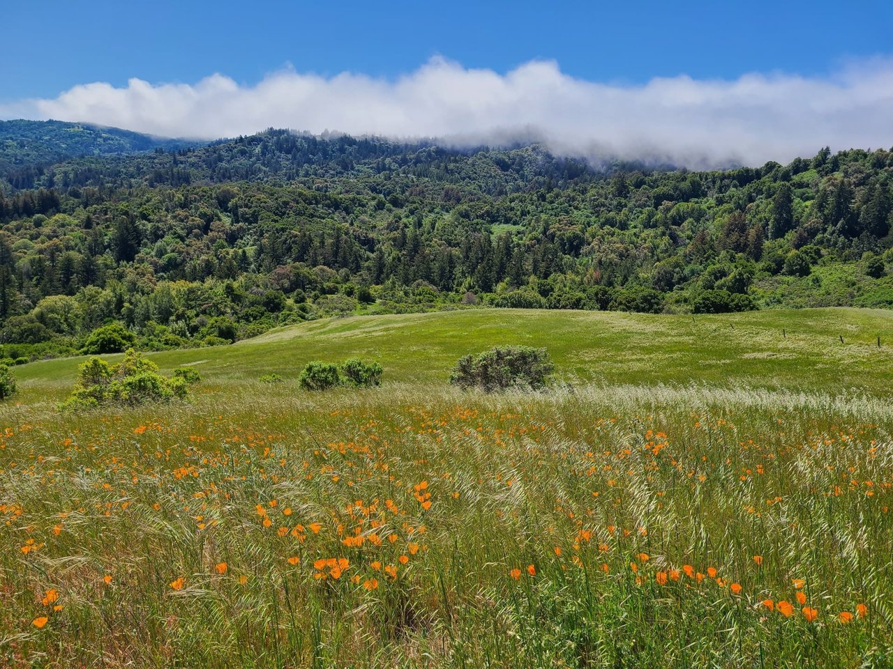 Portola Valley