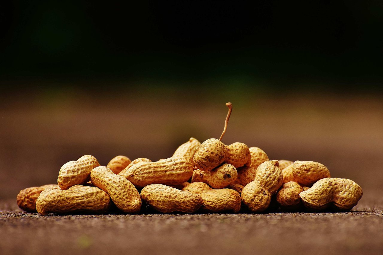 Key Aspects of Peanut Production in North Carolina