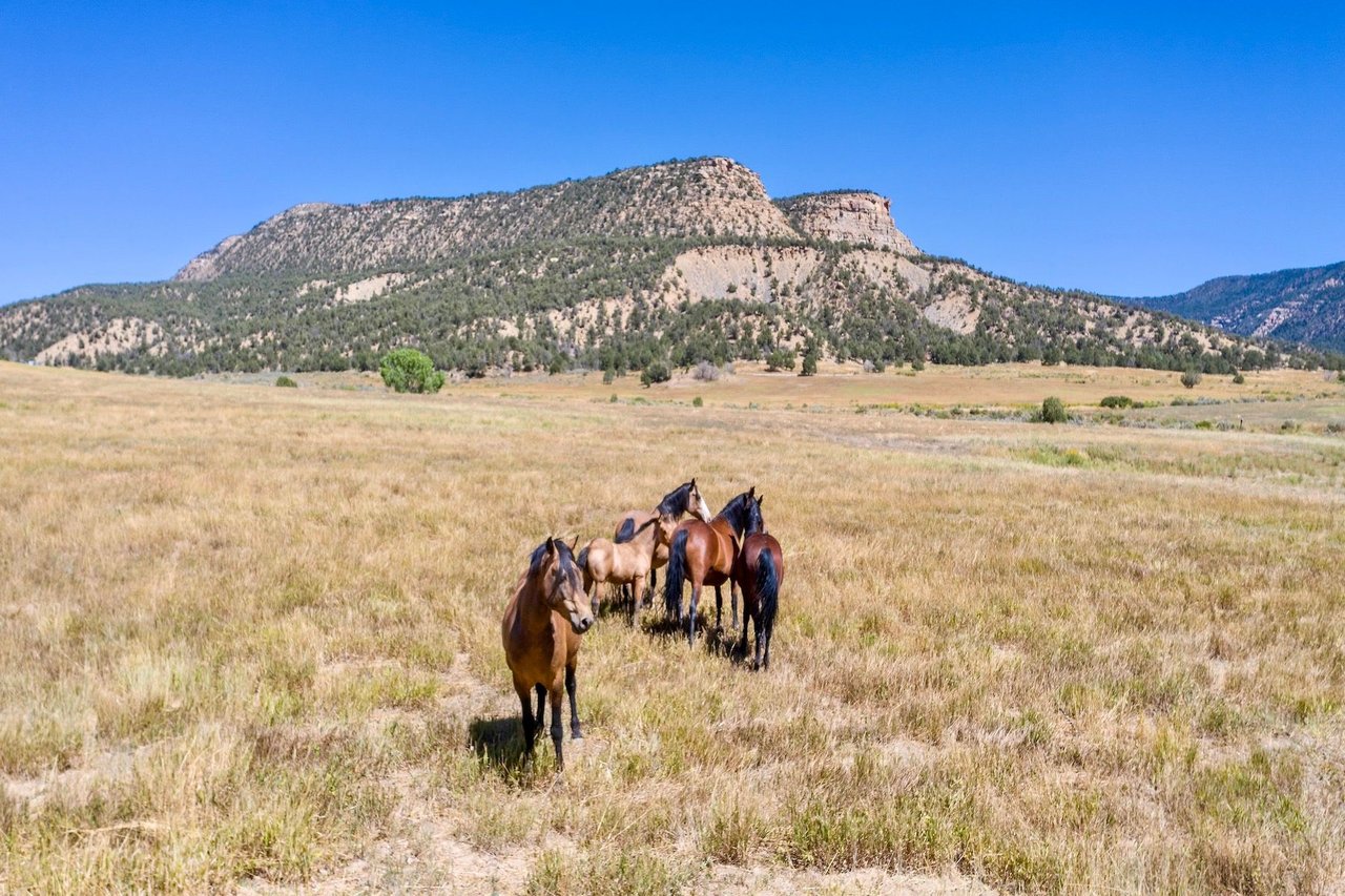 Weber Creek Ranch