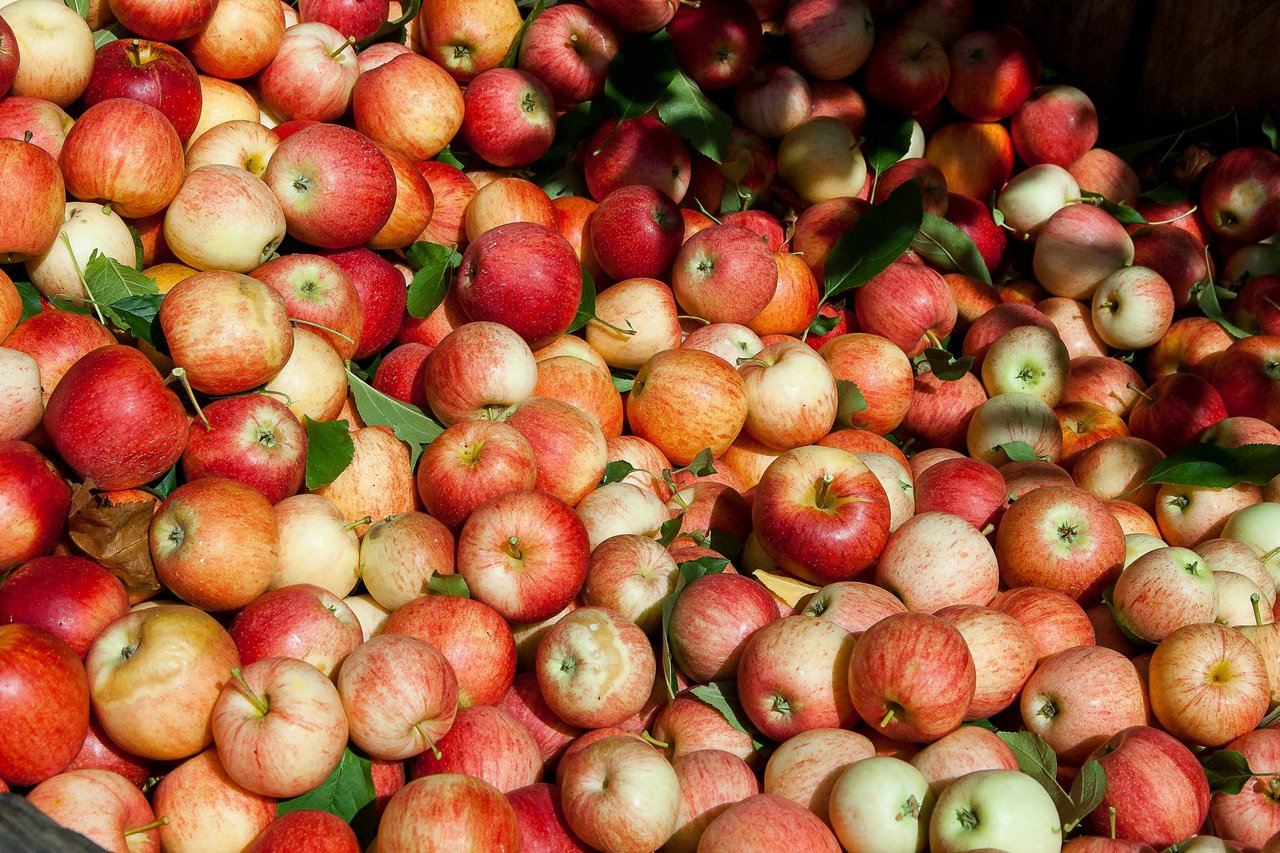 Discover the best apple-picking spots near Portland 