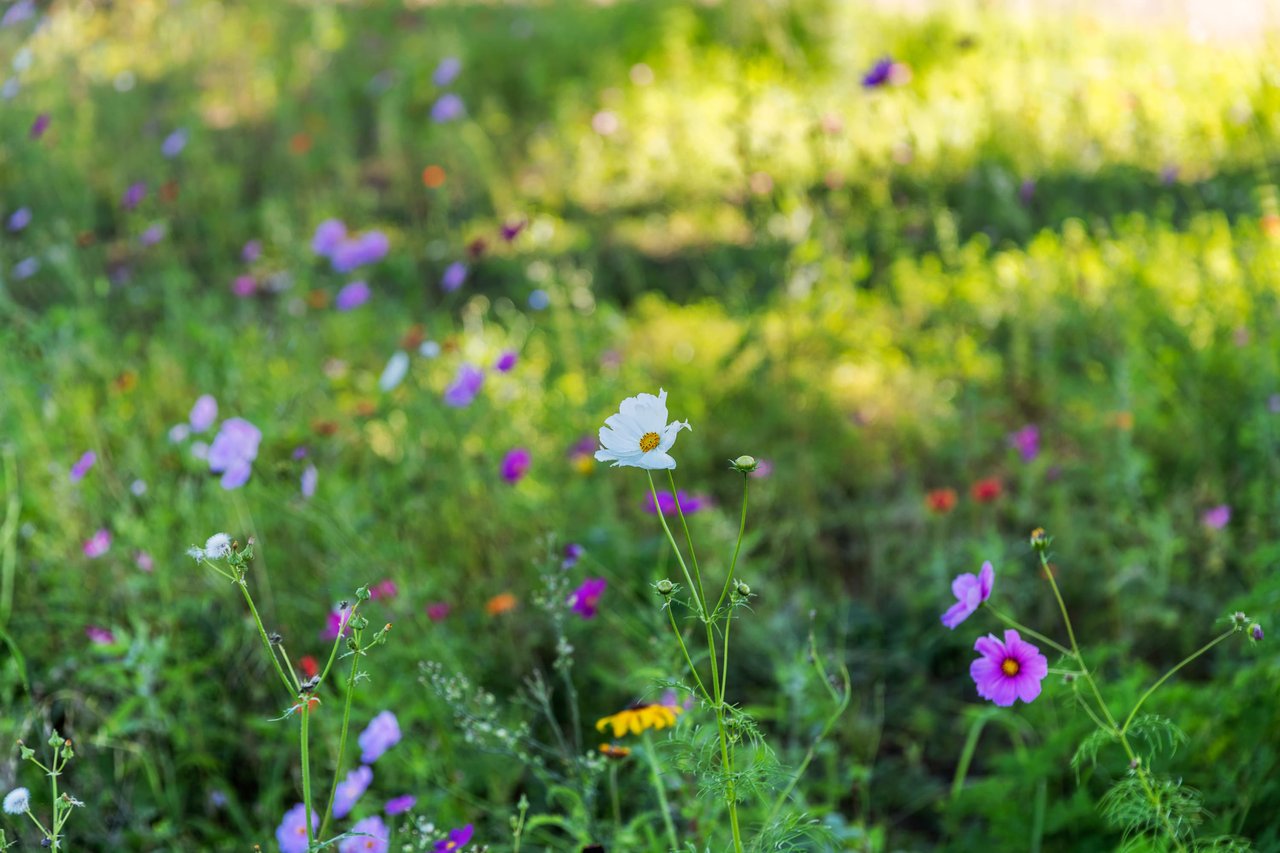 Sweet Pea Farm