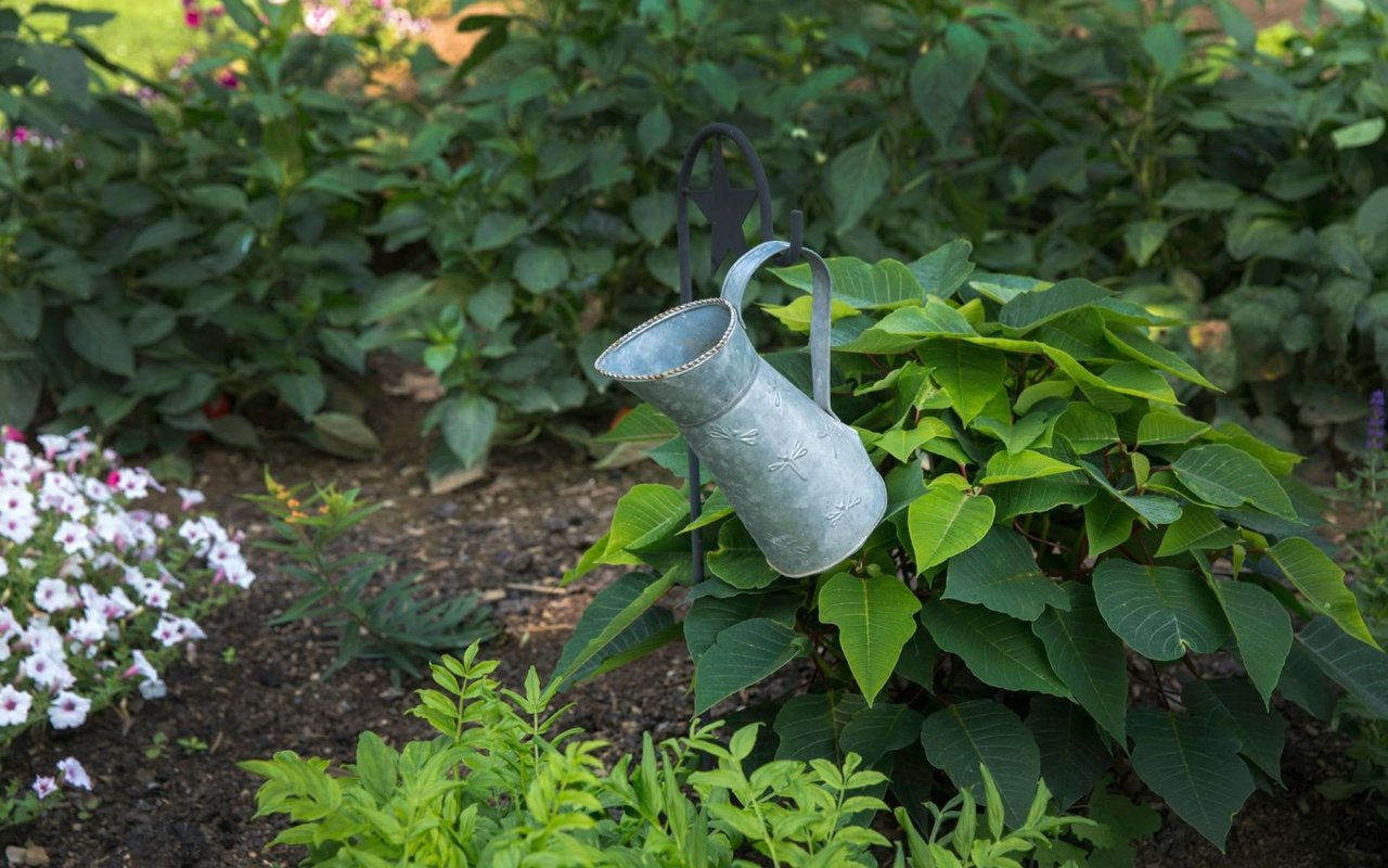  A weathered metal watering can with a decorative butterfly pattern is hanging on a dark, curved metal garden hook amidst lush green foliage. 