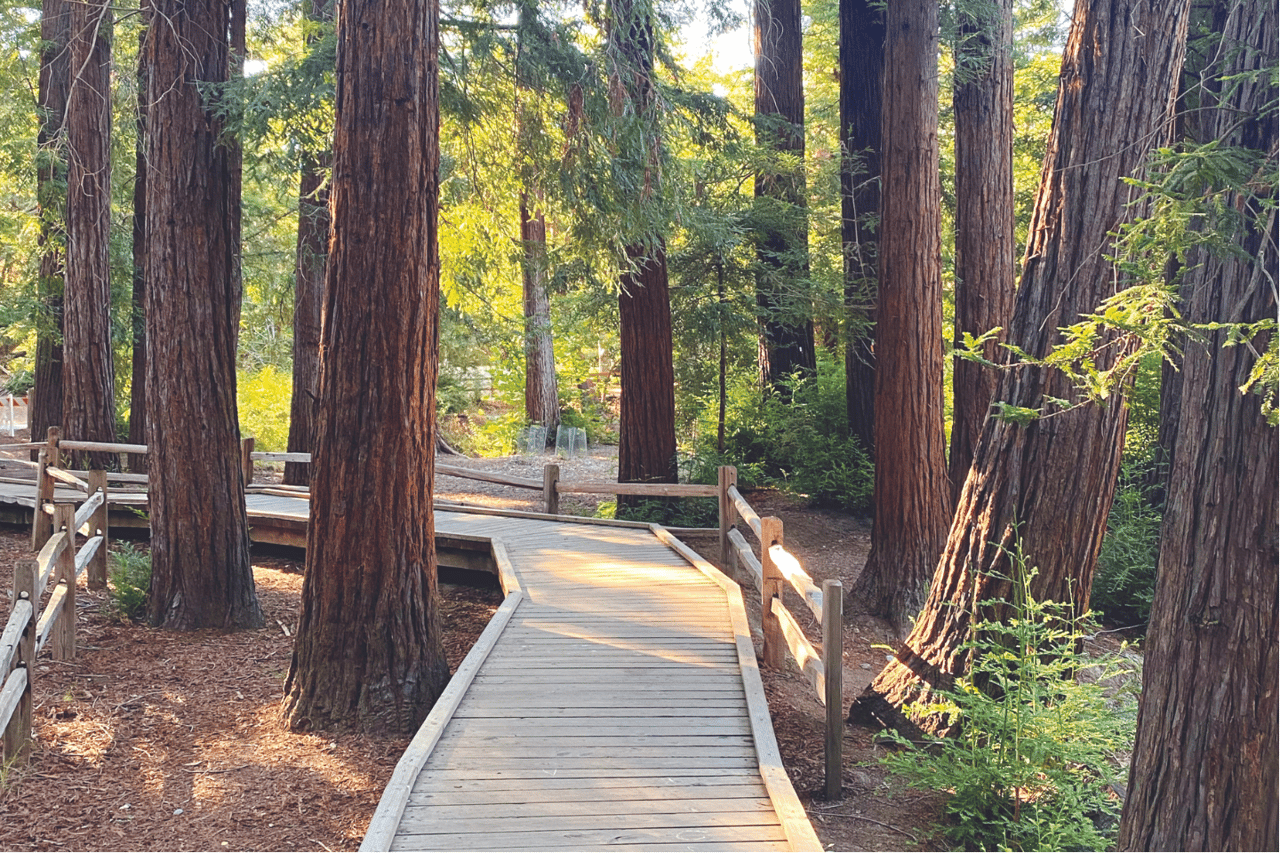 Redwood Grove Natural Preserve Los Altos CA