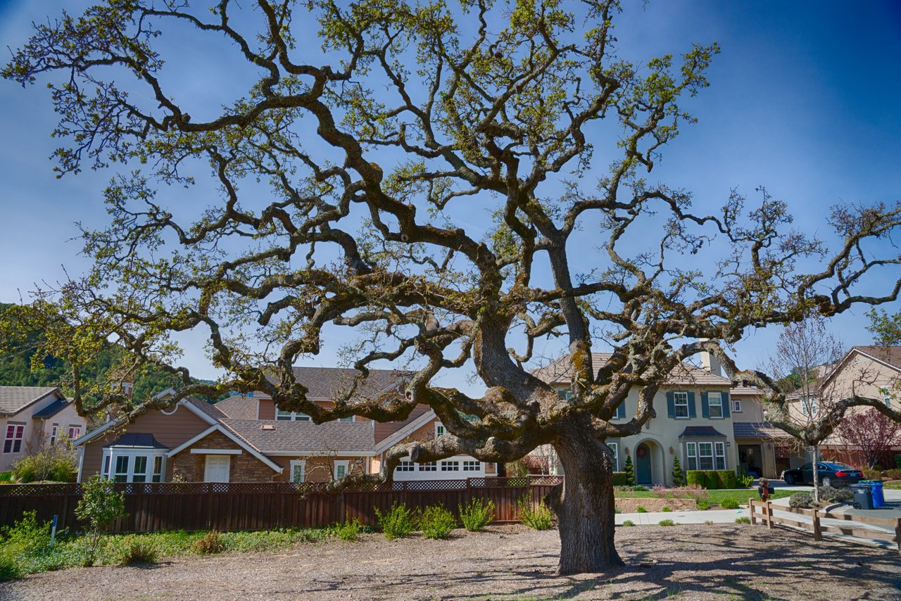 Novato
