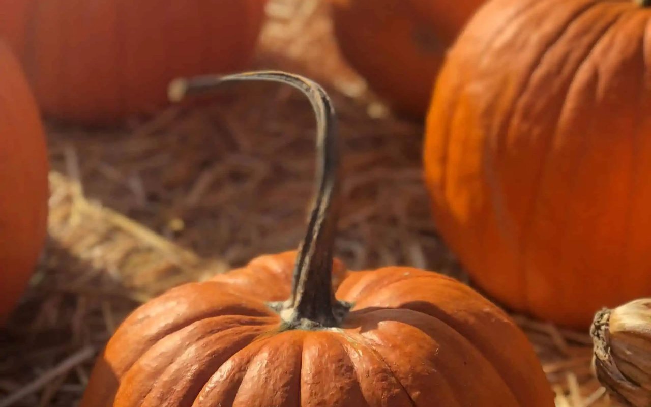 3 Best Pumpkin Patches in the Bay Area 