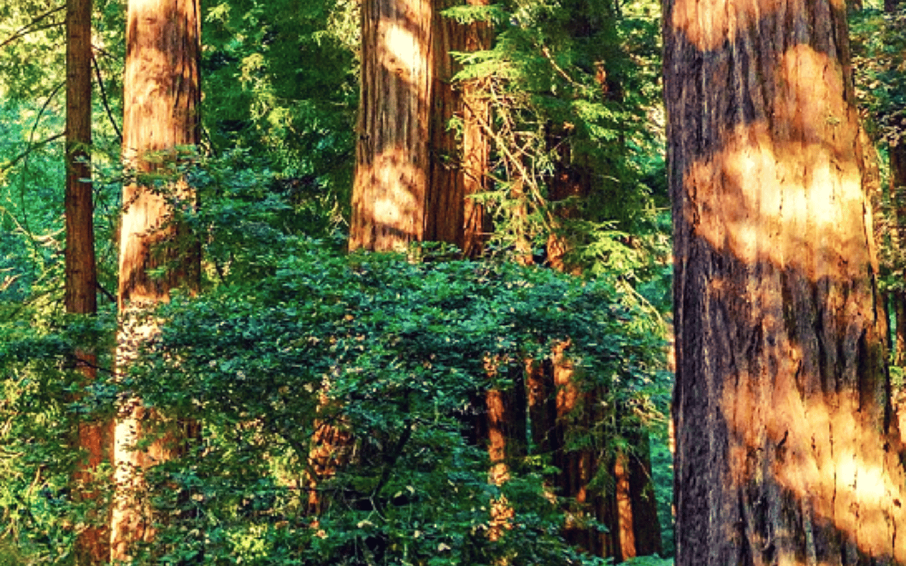 Exploring Muir Woods in Marin County