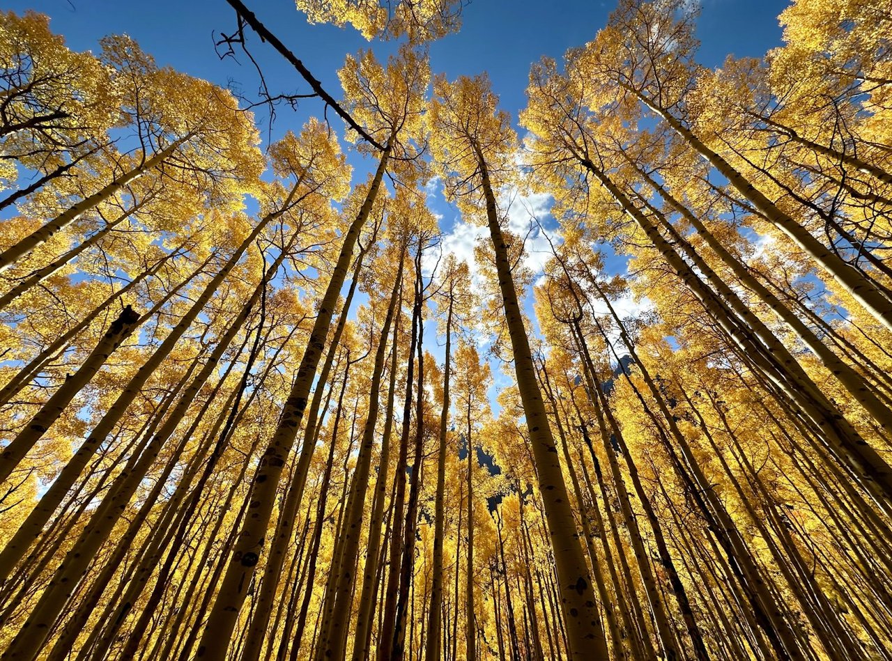 PHOTOS: It’s Peak Leaf-Changing Season in Pitkin County