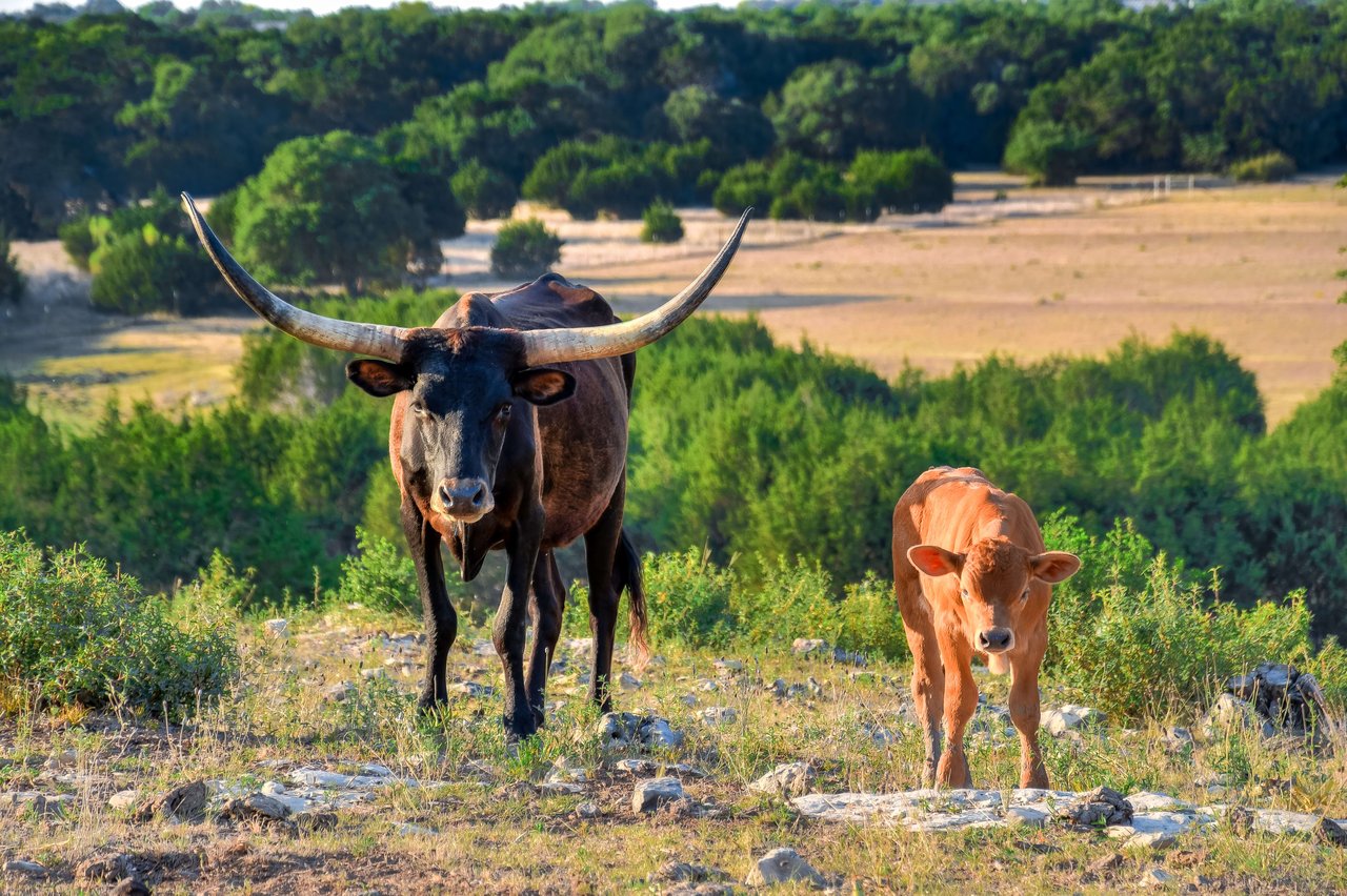 Dripping Springs Ranch