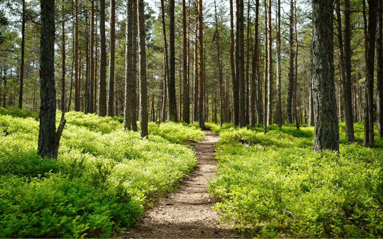 Exploring Nature's Hidden Gems In and Around Scotch Plains, NJ