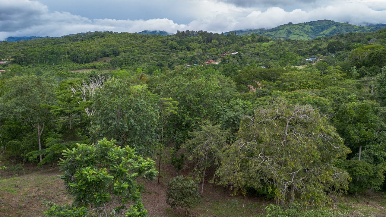  2.5 Acres of Fertile Land with Creek, Ready to Build