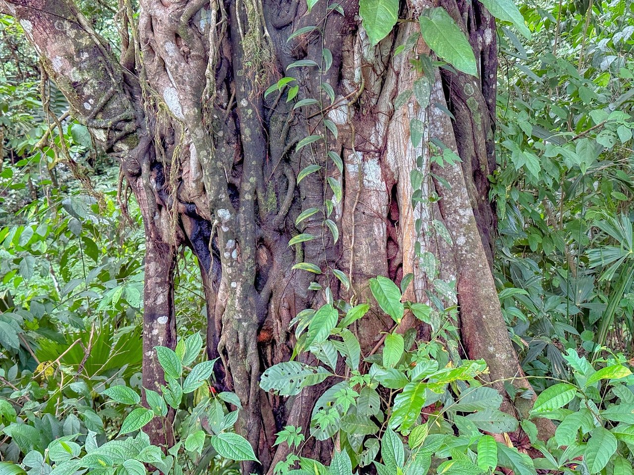 Waterfall Orchard Jungle Estate, Ojochal, Puntarenas