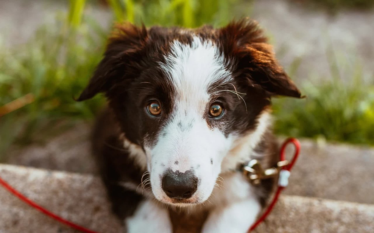 The Best Dog-Friendly Eateries In Austin