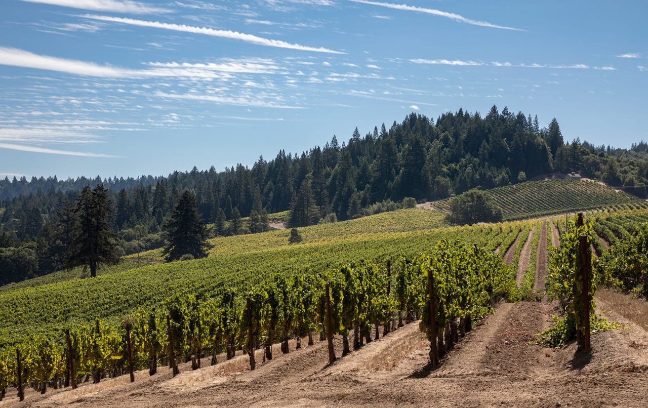 Yorkville Highlands Hillside Vineyard