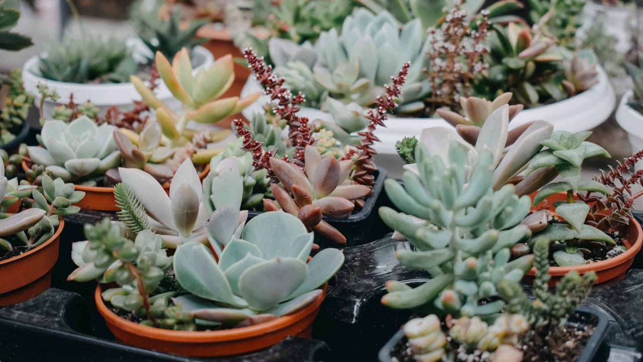 Drought Tolerant Plants