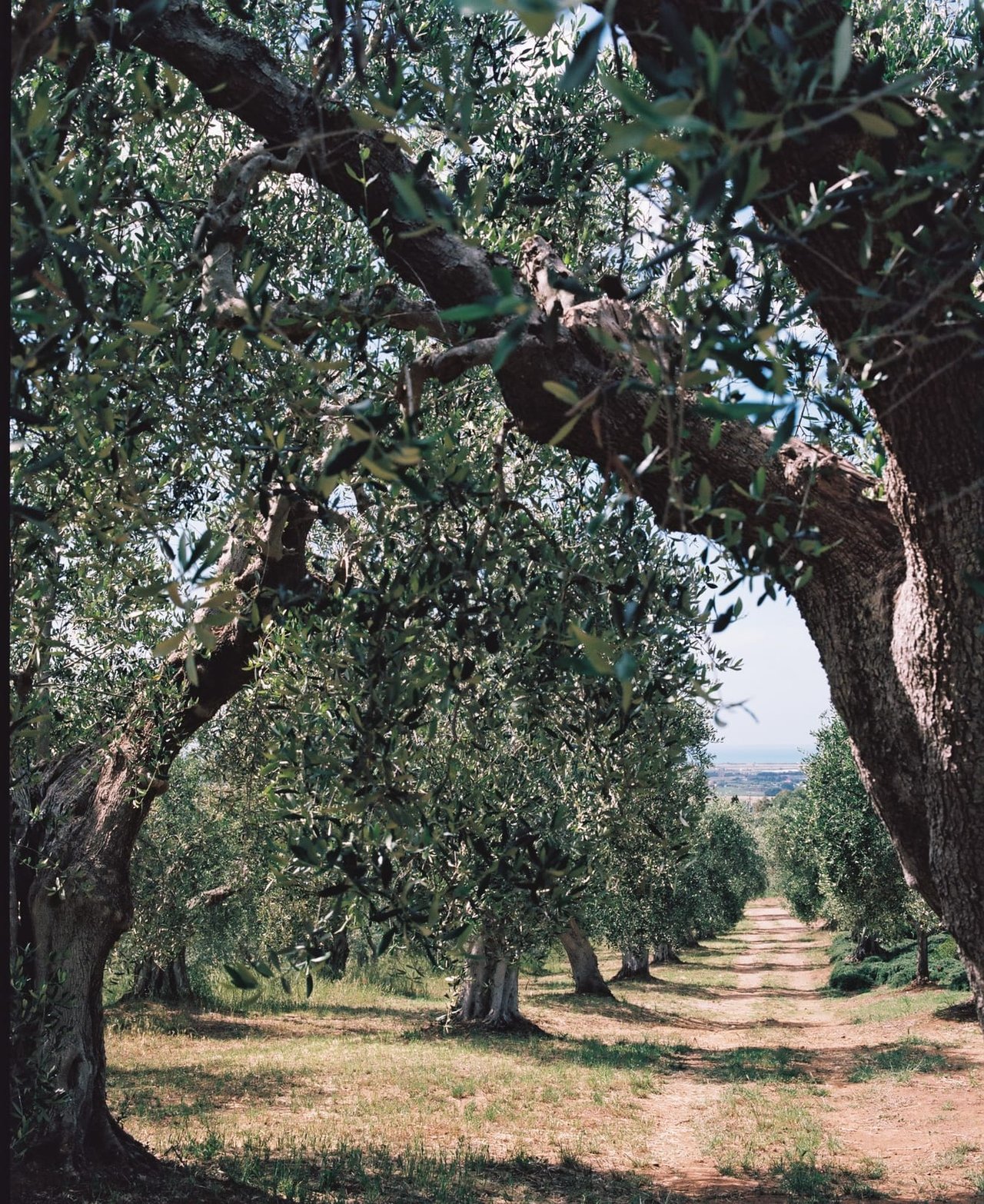 Villa Sofia Tuscany