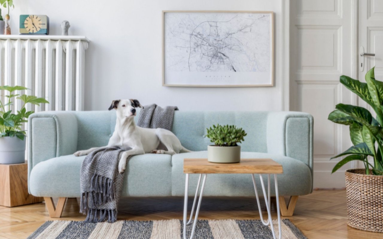 5 Tips for Staging a Home When You Have Pets