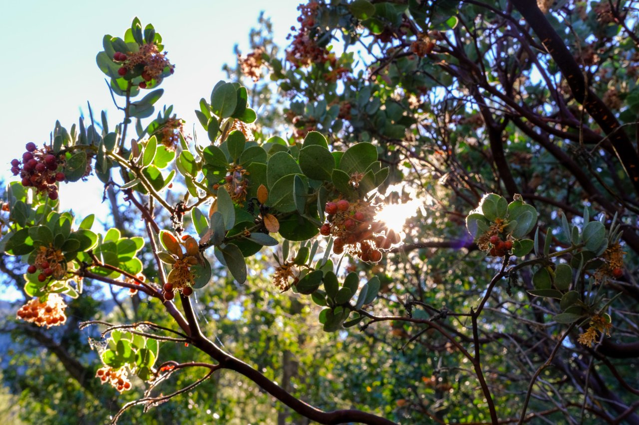 Rare Idyllwild Geodesic Dome 