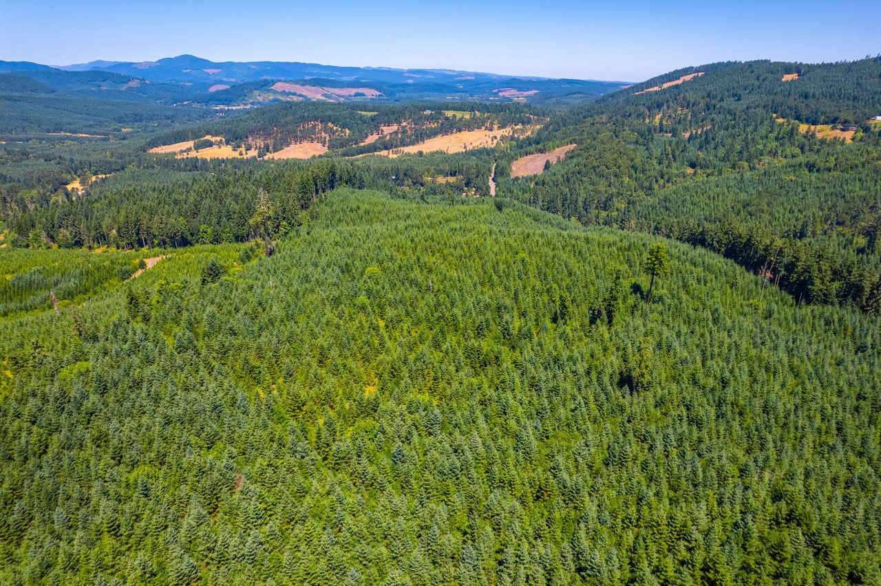 Hayes Hill Tree Farm 