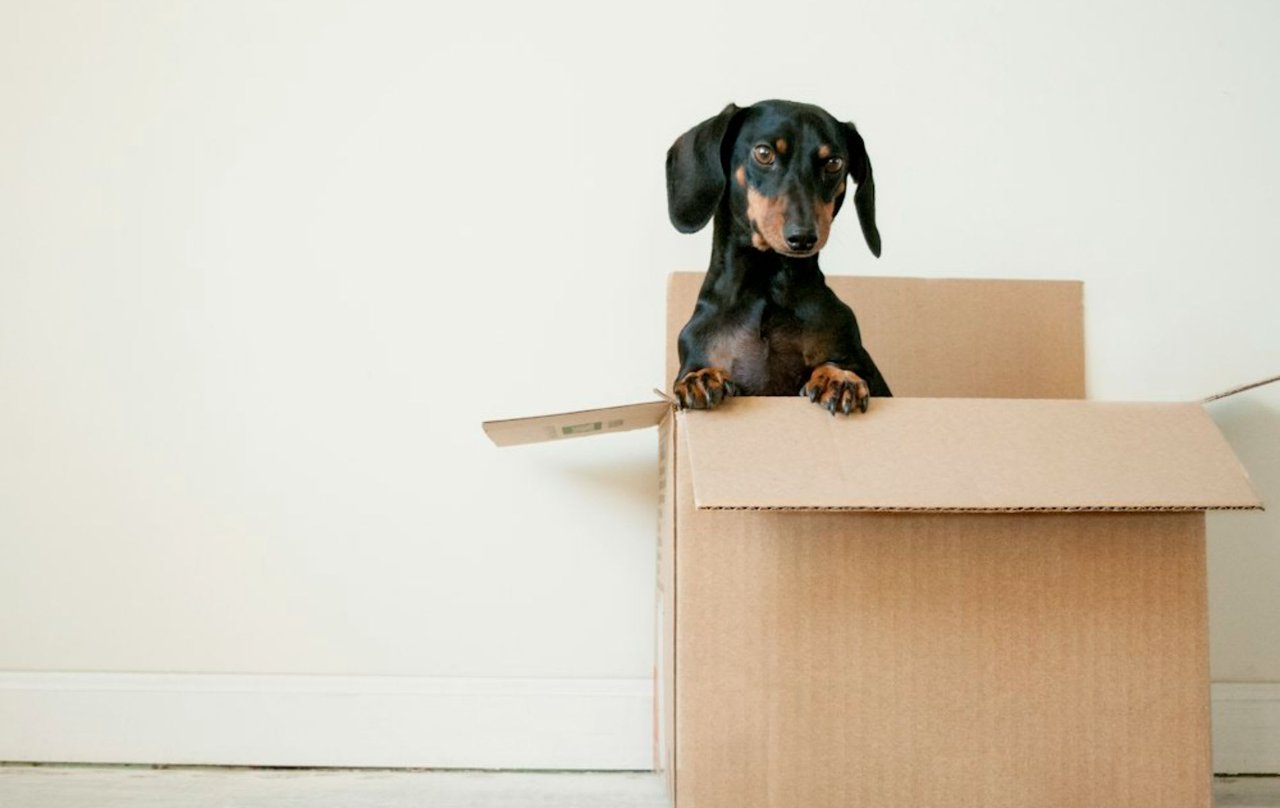 10 Tips for Moving with Pets