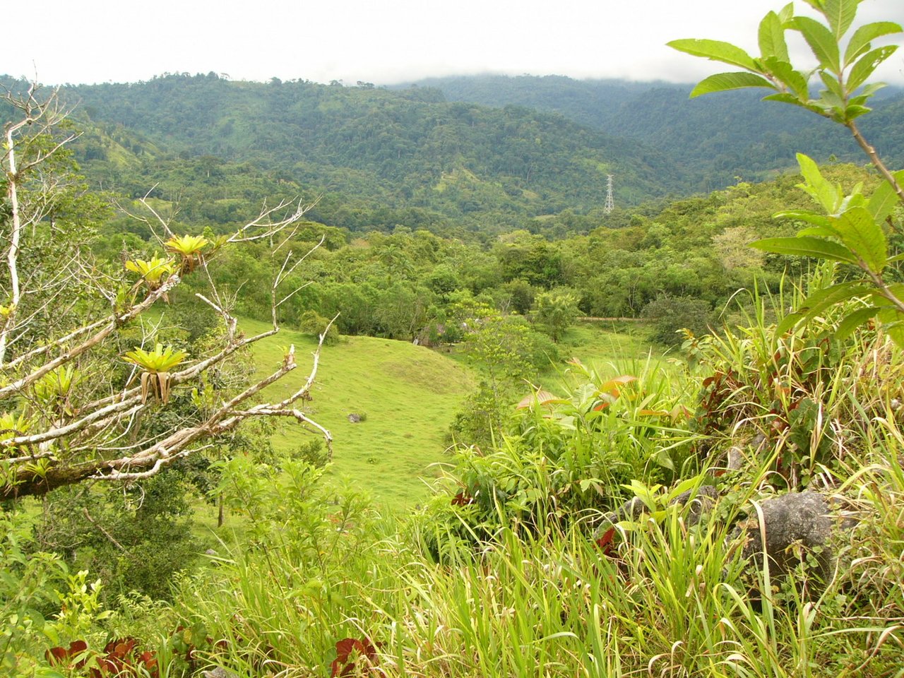 Sustainable Organic Farm, Osa, Puntarenas