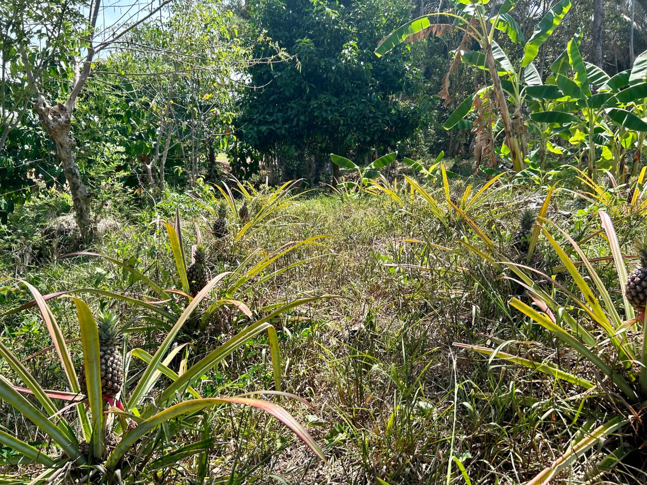 Tranquil Forest Development Land, Dominical, Puntarenas
