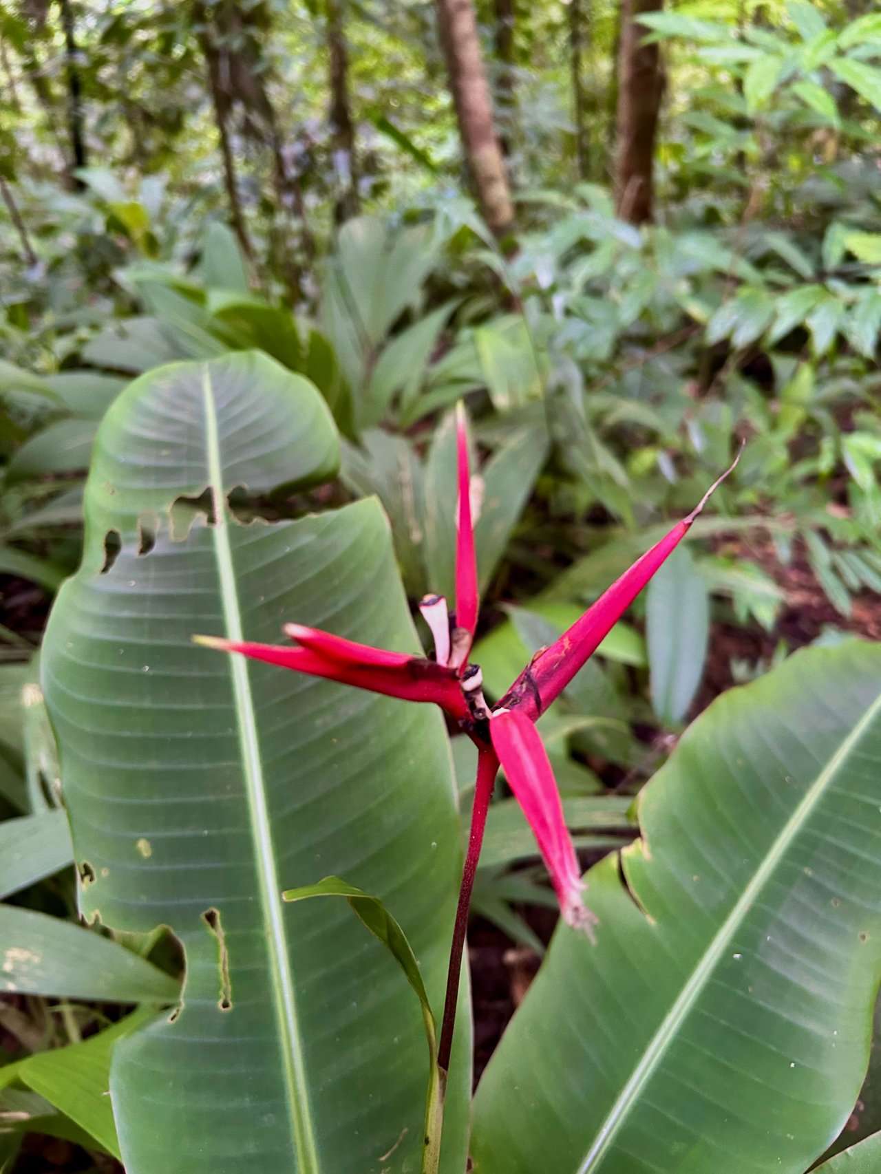 Over 123 Acres Farm in San Josecito De Morete, in Uvita Mountains