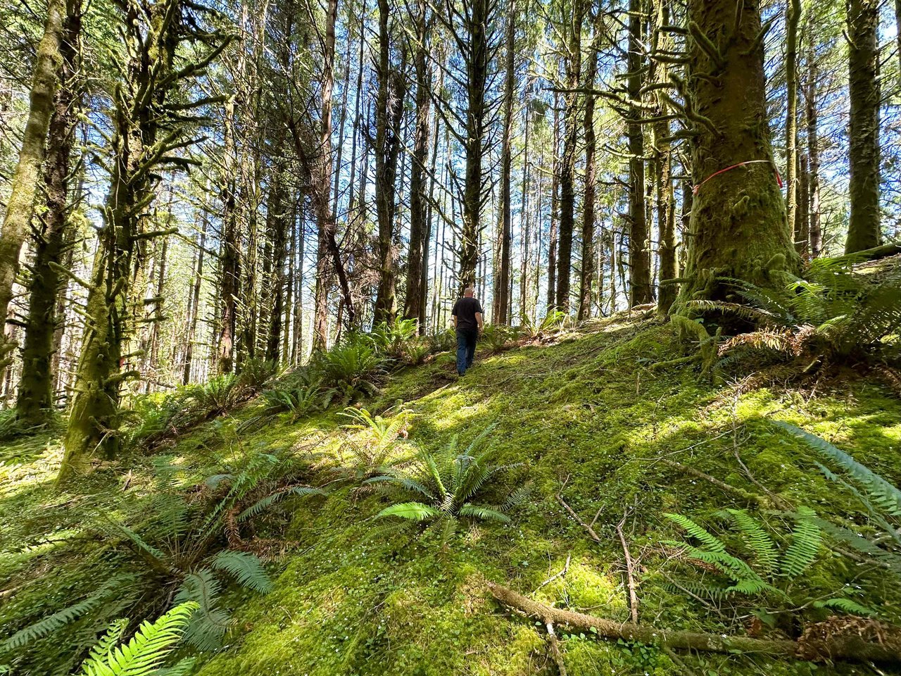 Yaquina Forest