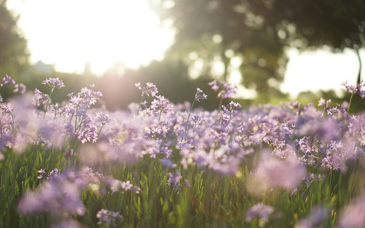 Do You Know an Icon?