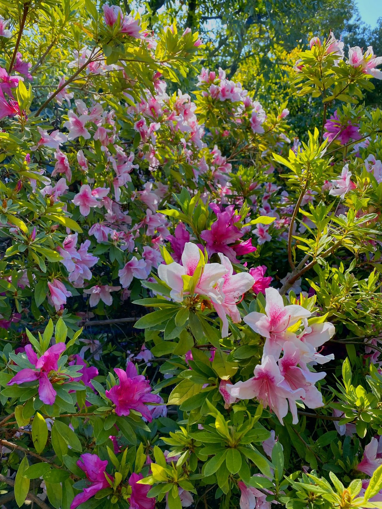 228 Mountain View Avenue, San Rafael