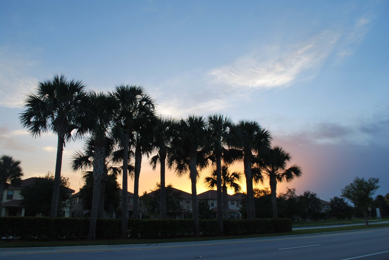 Sunsets paint the sky through rustling palms, casting enchanting shadows on a tranquil road.