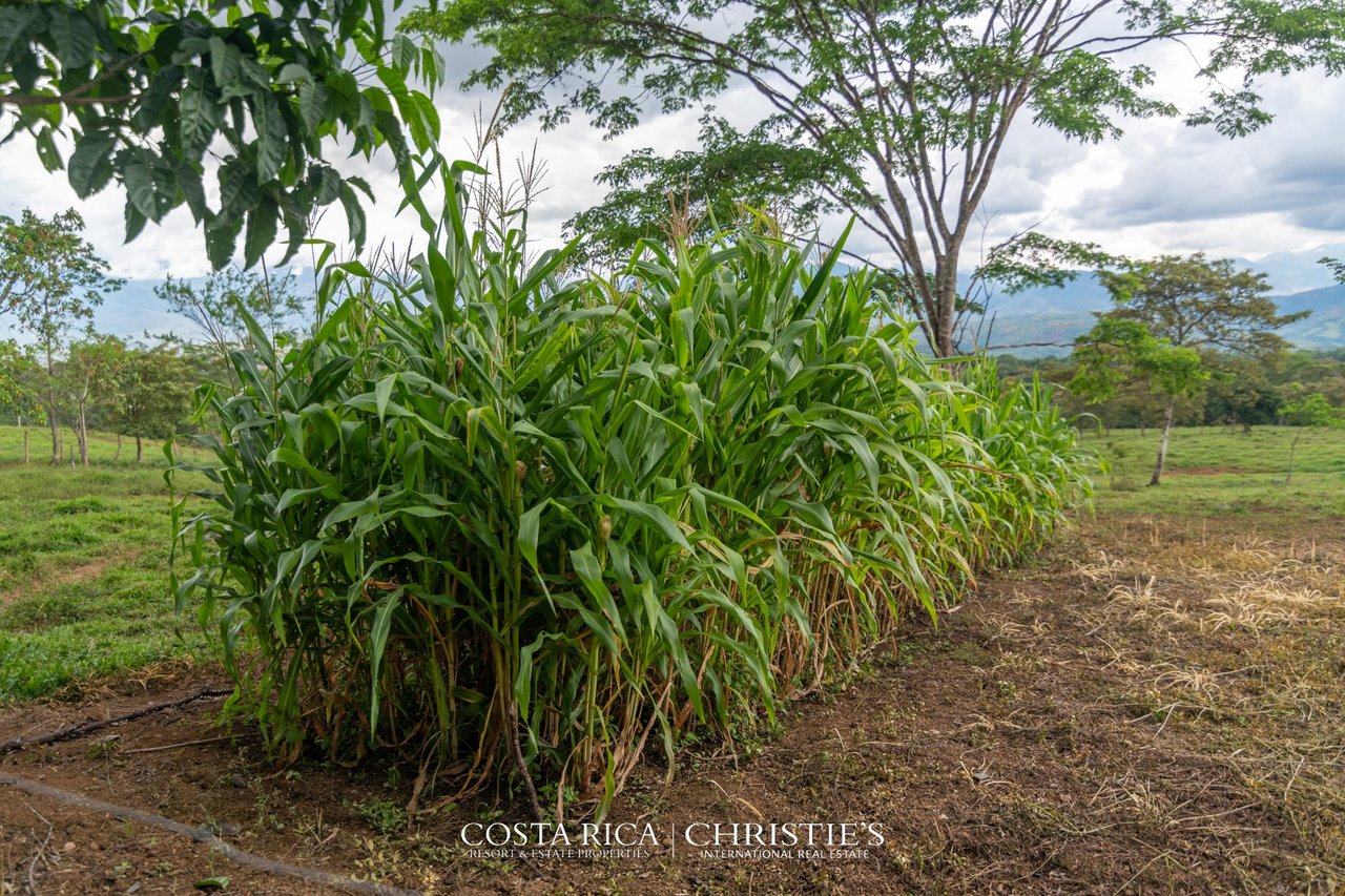 Finca Buenos Aires