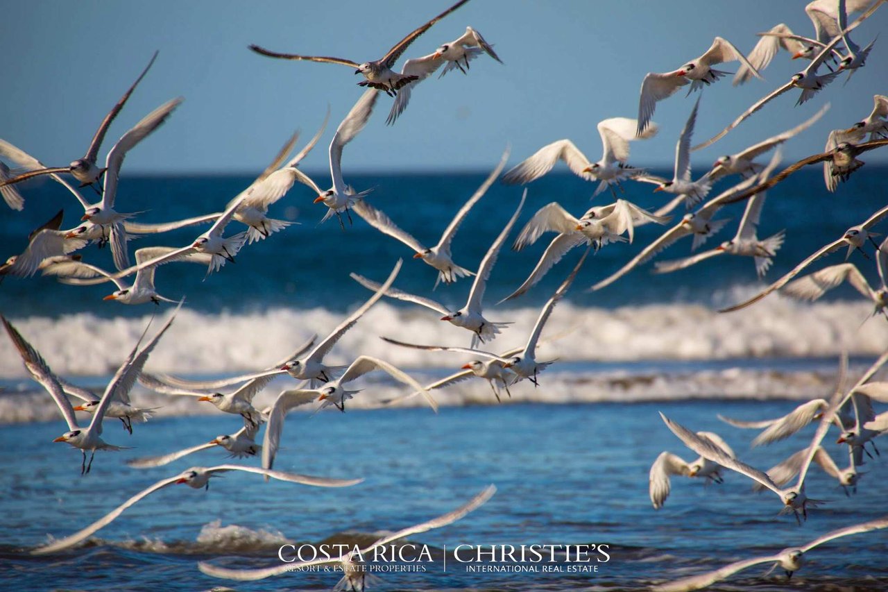 Spectacular Pacific Marlin Homesite – Panoramic Ocean Views 