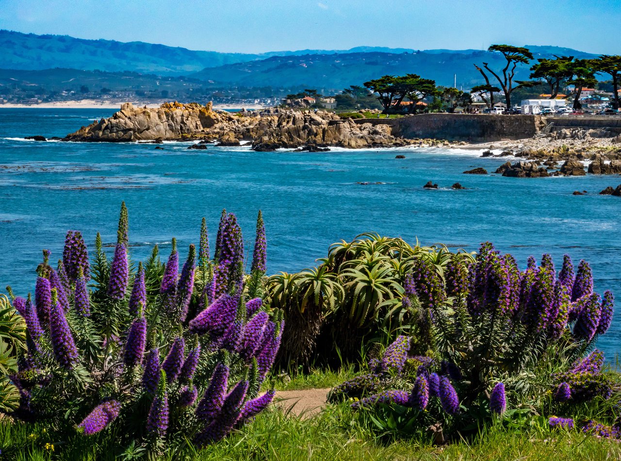 A field of purple Pride of Madeira flowers in full bloom next to the blue waters