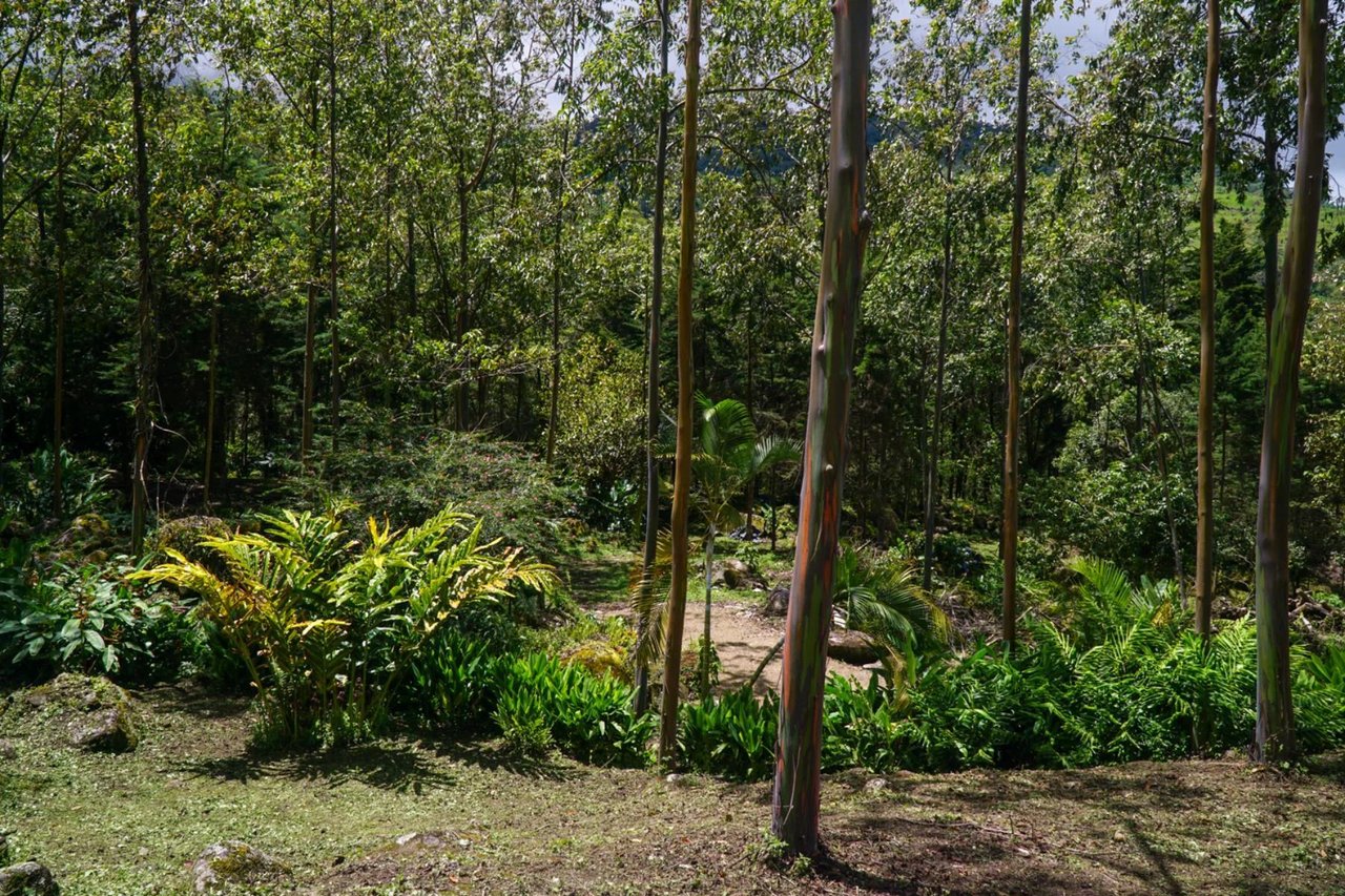 Riverfront Multi Family Compound, Perez Zeledon, San Jose
