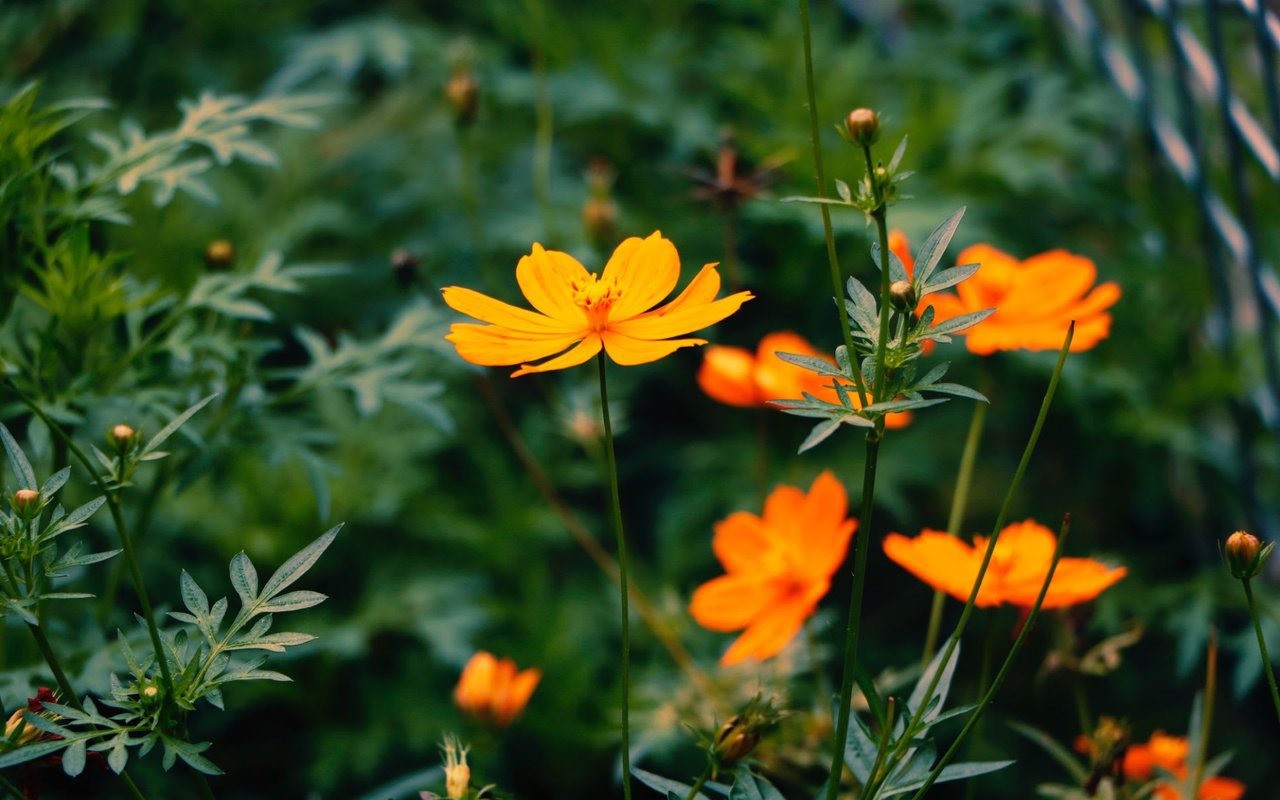 Rock Star Plants and Flowers for Your North County Garden