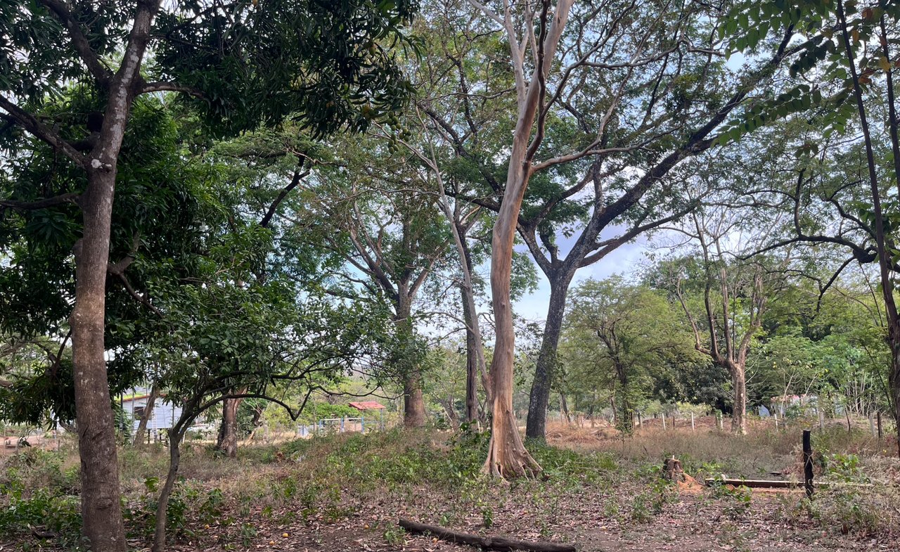 Tropical Development Parcel, Nosara, Guanacaste