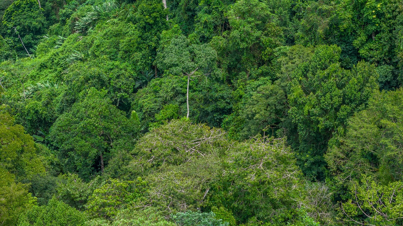 Costa Rican Gem with Conservation Potential: Preserve 26 Acres of Pristine Land