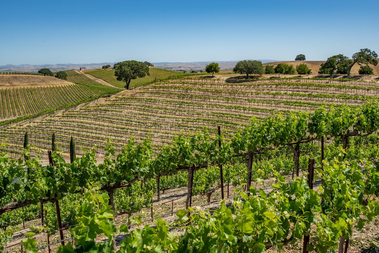 Oak Woodland Ordinance in Paso Robles (San Luis Obispo County)