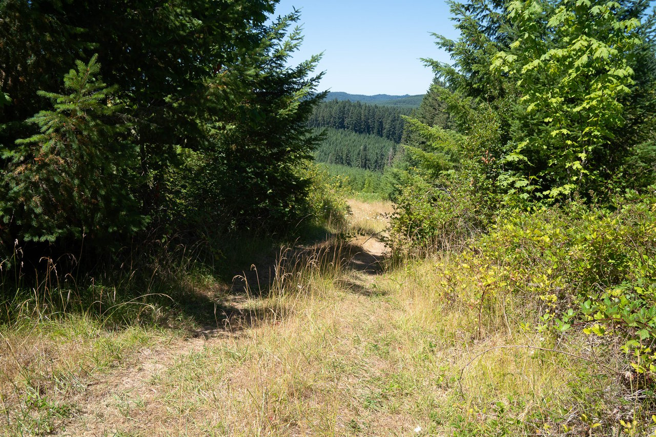 Hayes Hill Tree Farm 