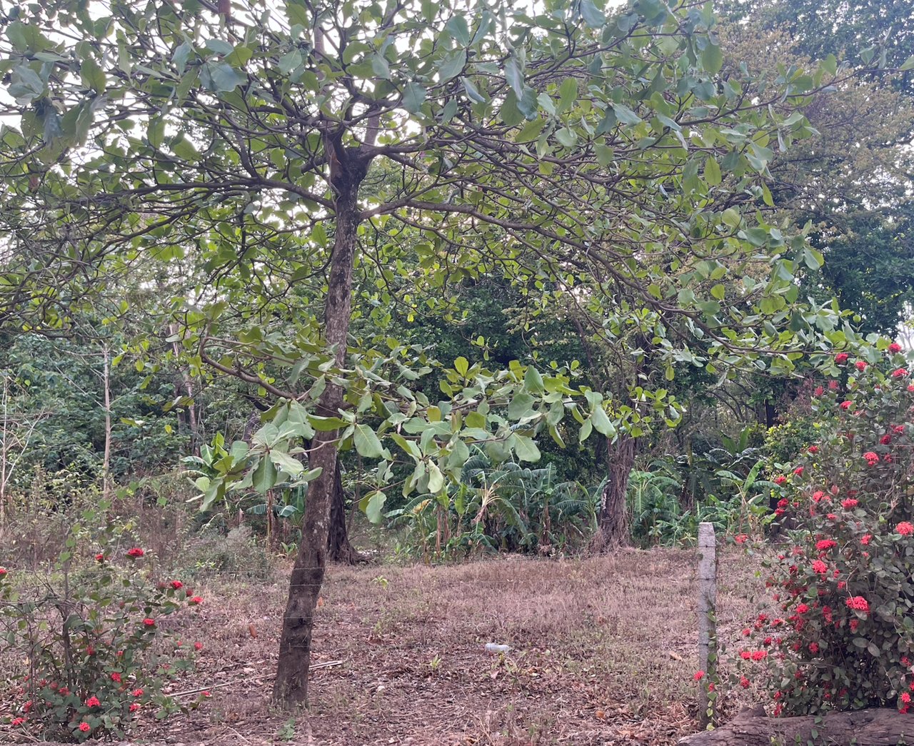 Tropical Development Parcel, Nosara, Guanacaste