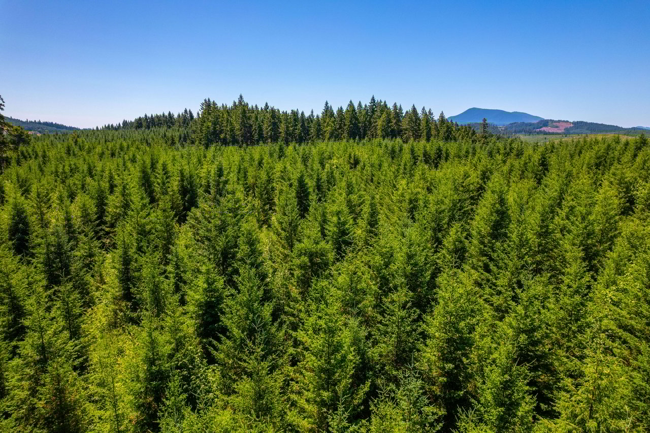 Hayes Hill Tree Farm 