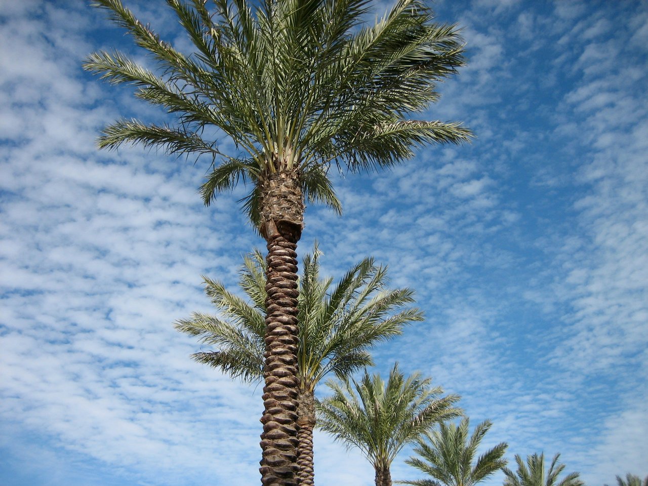 Palm Tree at St Pete Beach