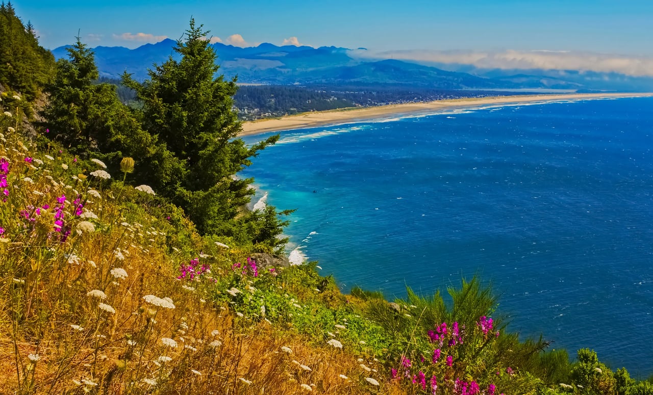 summer flowers on a cliff over the ocean looking at Manzanita oregon