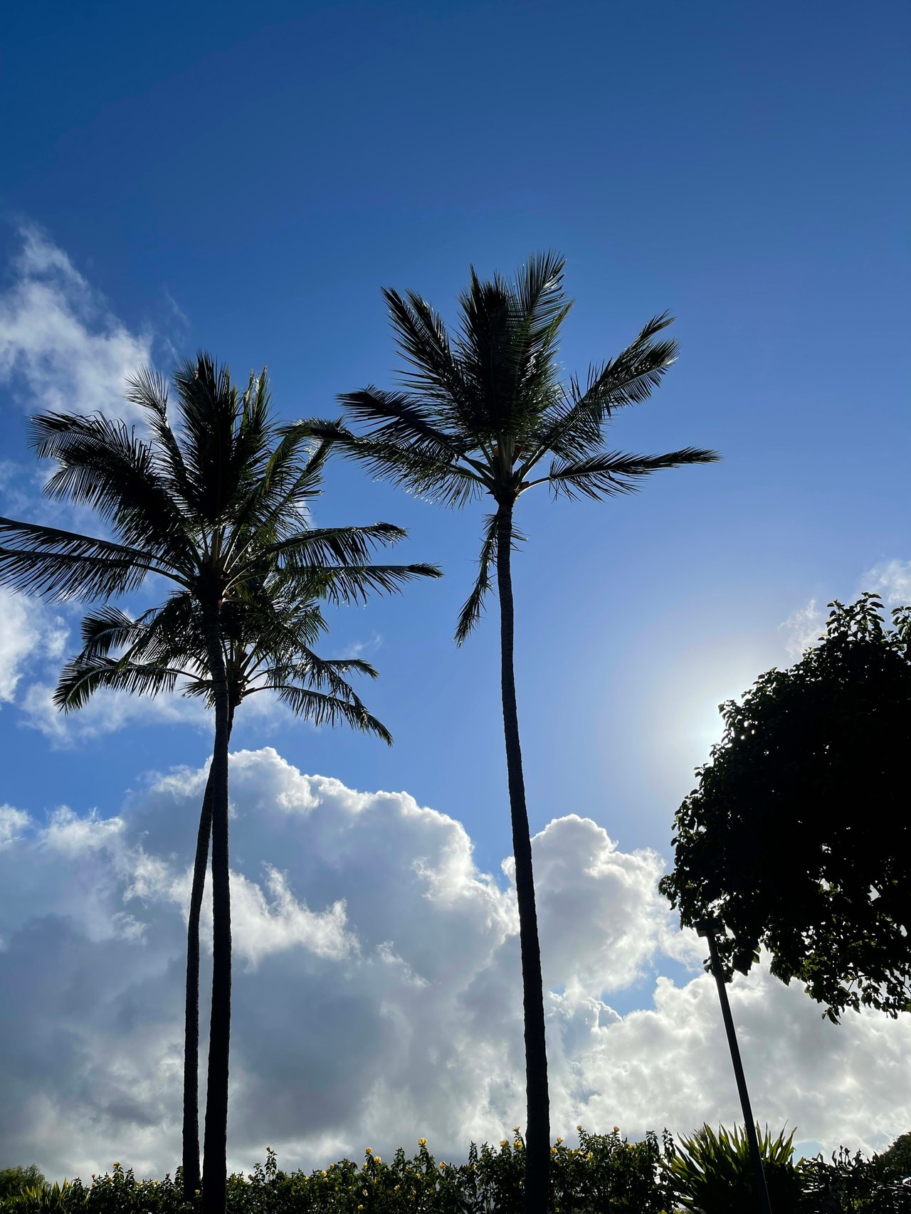 Kauai Real Estate Update, Safe Access Oahu Program, Governor Says No Shut Down For State, Hanalei Road To Start Reopening 